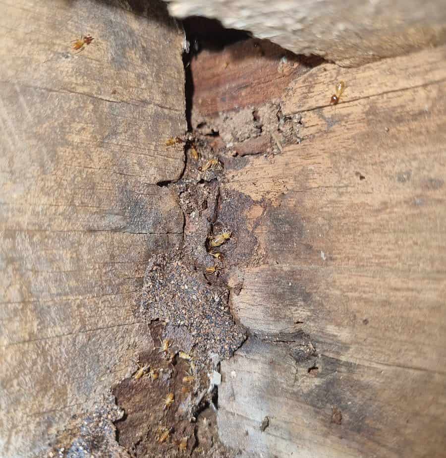 Termites in subfloor