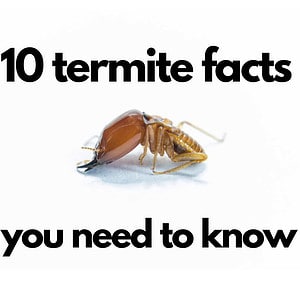 10 termite facts (1000 × 1000 px)