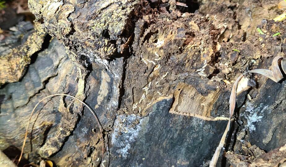 Termites active in a stump