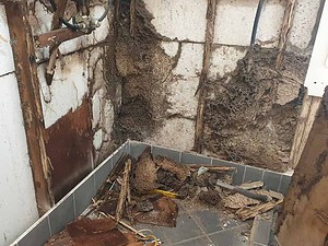 Extensive termite damage to a bathroom