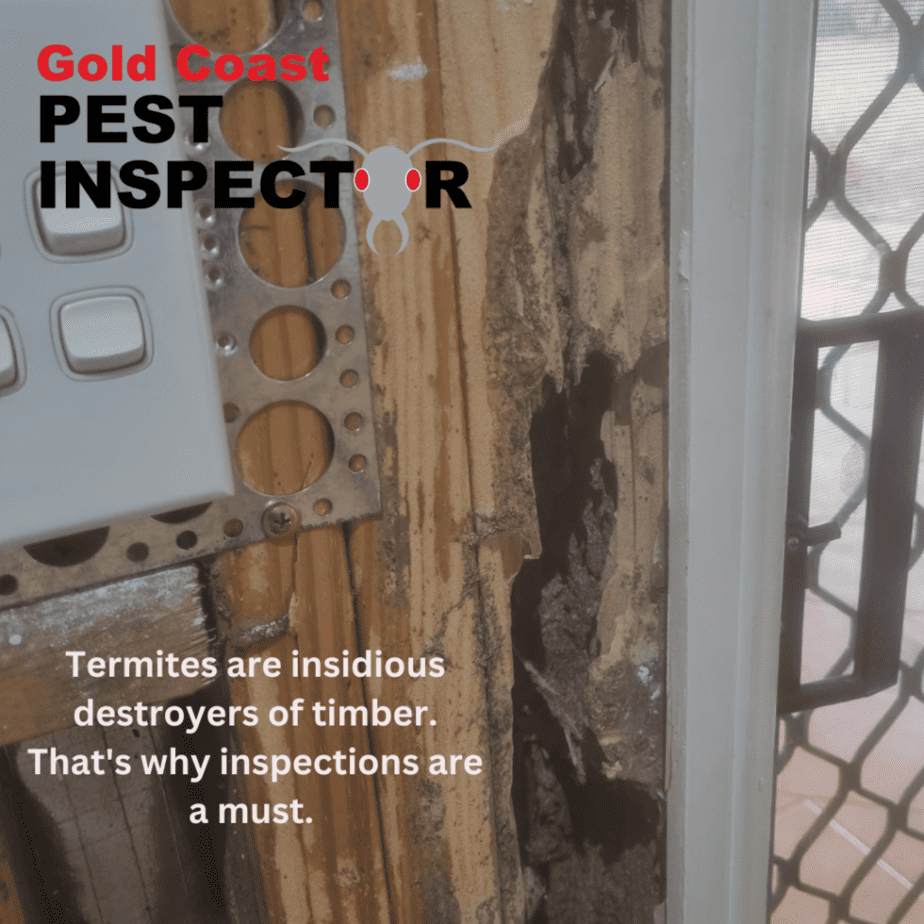 Termites are insidious destroyers of timber. That's why inspections are a must.