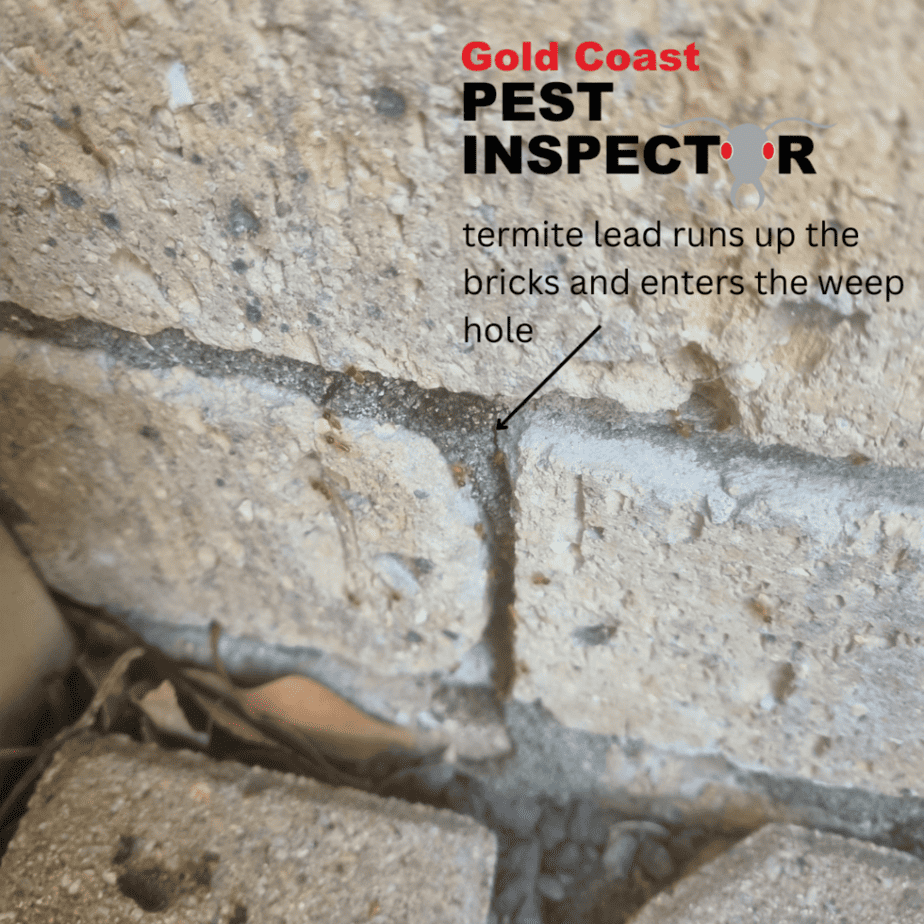 termite lead runs up the bricks and enters the weep hole
