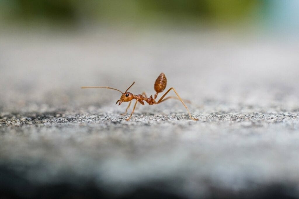 Fire Ants, a dangerous, imported, pest