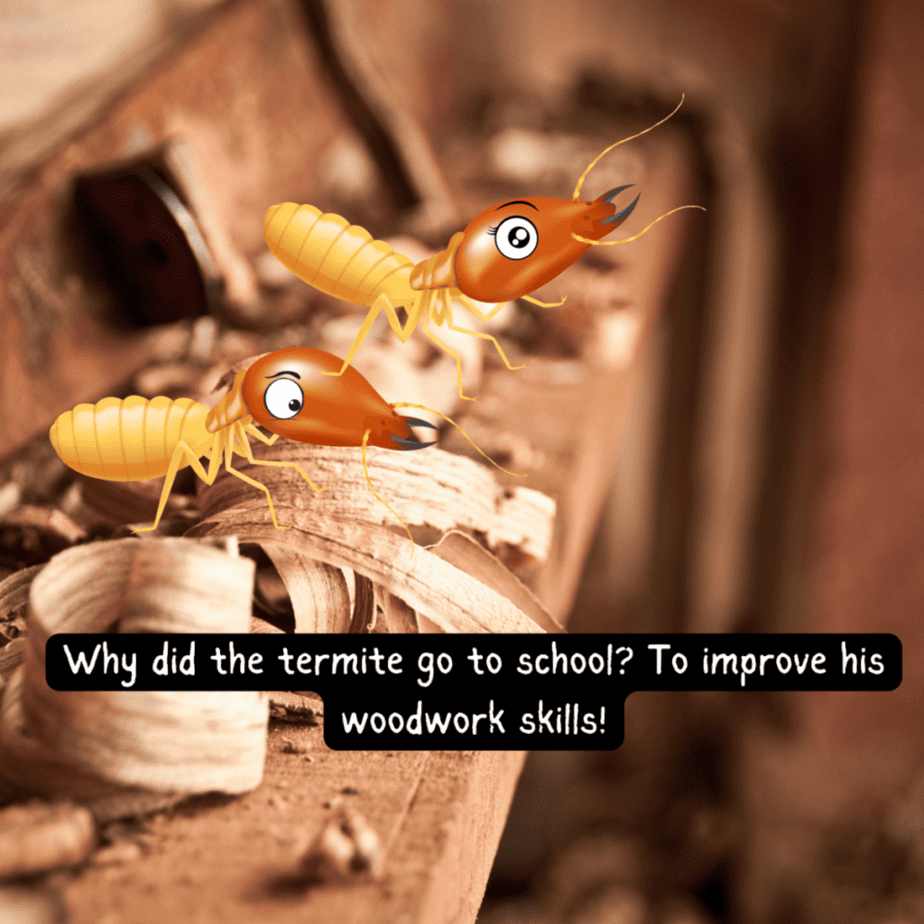 Termite meme. Termites go to school to learn woodworking
