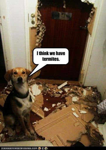 Dog blaming the termites for his damage