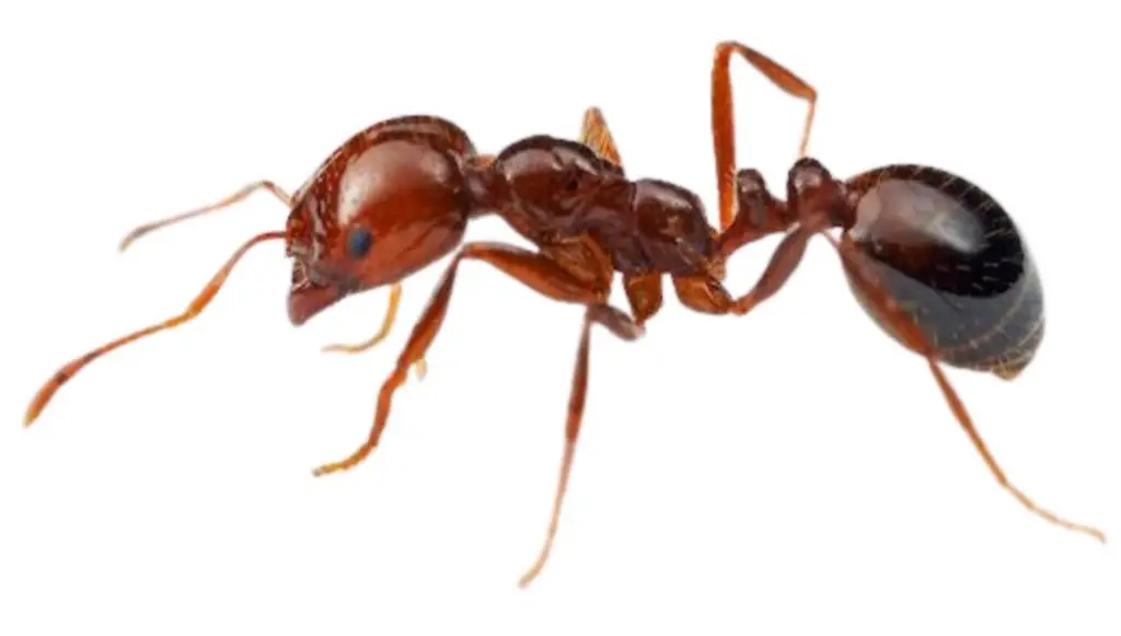 Fire Ants are a major environmental issue