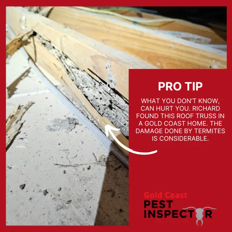 termite damage to roof truss