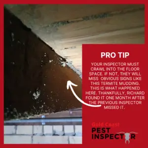 missed termite mudding in floor space