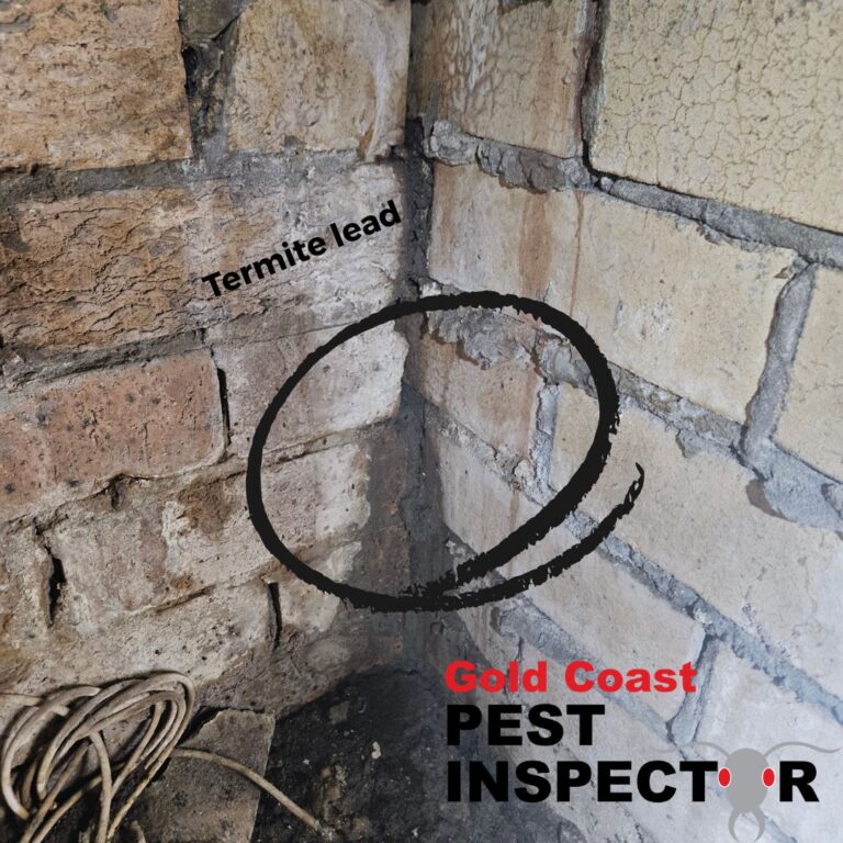 termite lead