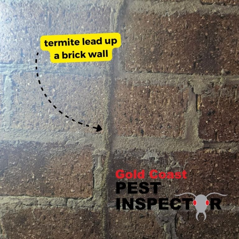 termite lead