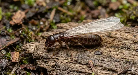 winged termite or agate