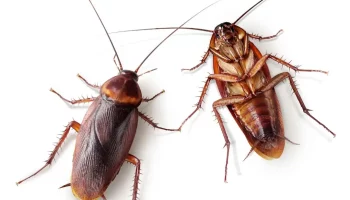 Adult Cockroach